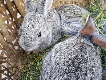 吉田修平谈Switch 2：任天堂正在失去他们的特色